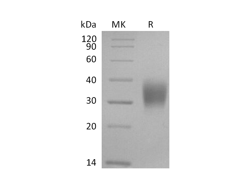重组食蟹猴CD16a (C-6His)蛋白 | EnkiLife恩玑生命