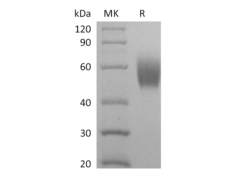 重组食蟹猴SIRPA (C-6His)蛋白 | EnkiLife恩玑生命
