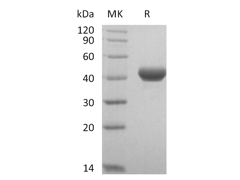 重组食蟹猴Nectin-4 (C-6His)蛋白 | EnkiLife恩玑生命