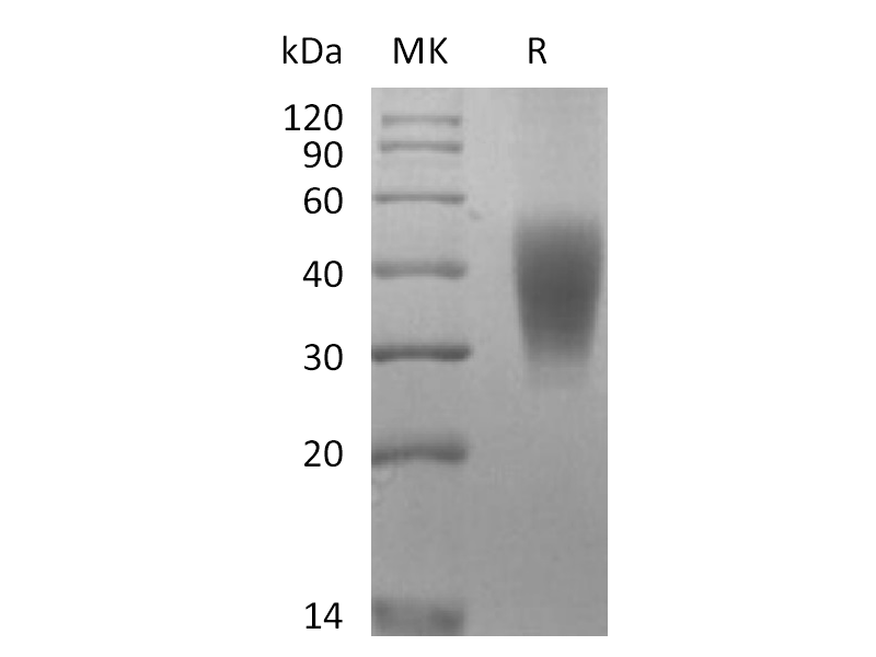 重组猕猴SLAMF7 (C-6His)蛋白 | EnkiLife恩玑生命
