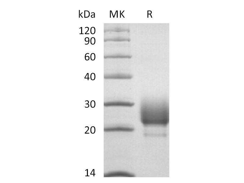 重组猕猴CD79B (C-6His)蛋白 | EnkiLife恩玑生命