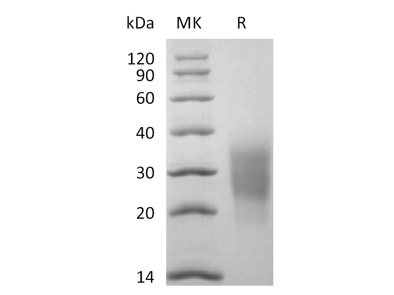 重组食蟹猴NKG2D (N-6His)蛋白 | EnkiLife恩玑生命