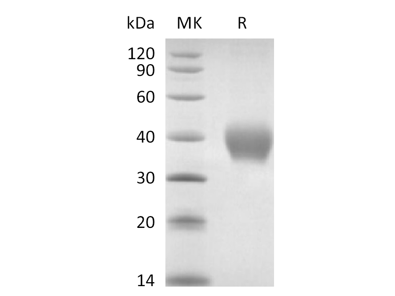 重组猕猴TNF RII (C-6His)蛋白 | EnkiLife恩玑生命
