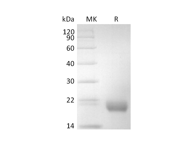 重组食蟹猴IL-17F (C-6His)蛋白 | EnkiLife恩玑生命