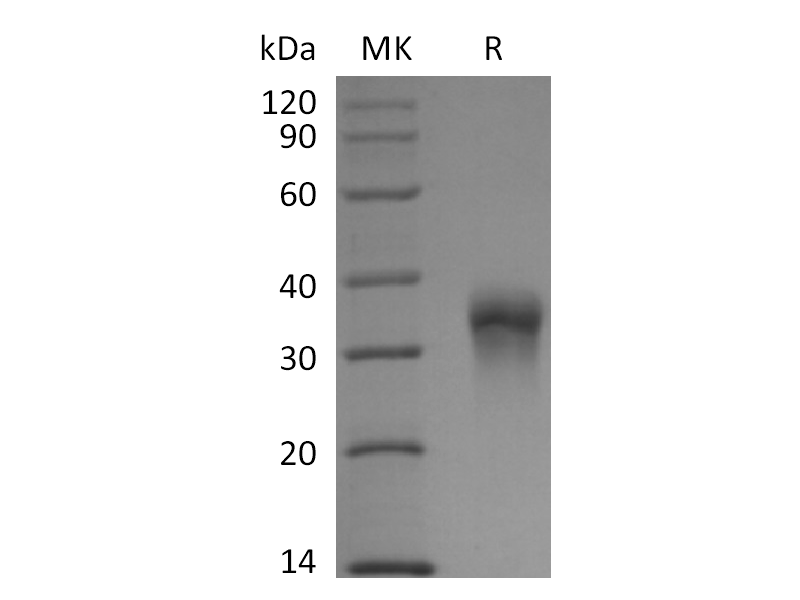 重组猕猴FOLR1 (C-6His)蛋白 | EnkiLife恩玑生命