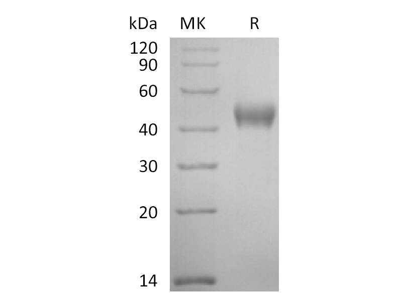 重组食蟹猴Nectin-2 (C-6His)蛋白 | EnkiLife恩玑生命