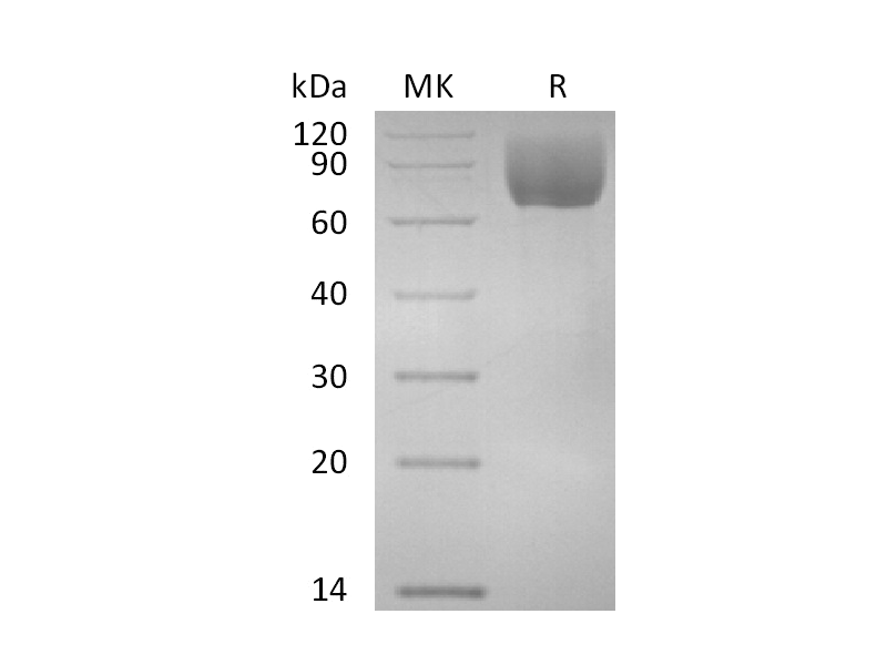 重组猕猴ICAM-1 (C-6His)蛋白 | EnkiLife恩玑生命