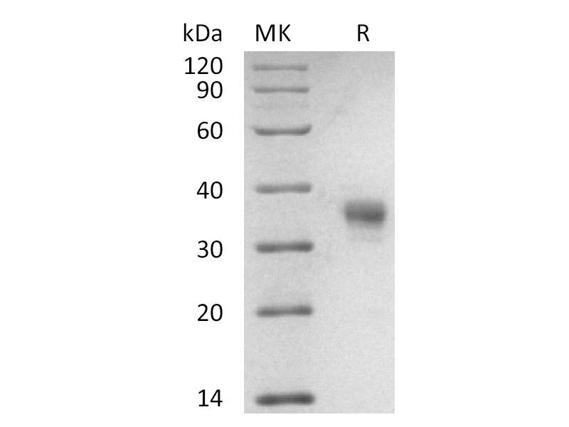 重组食蟹猴LILRB4 (C-6His)蛋白 | EnkiLife恩玑生命