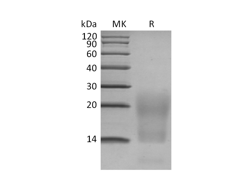重组人BCMA (C-6His)蛋白 | EnkiLife恩玑生命