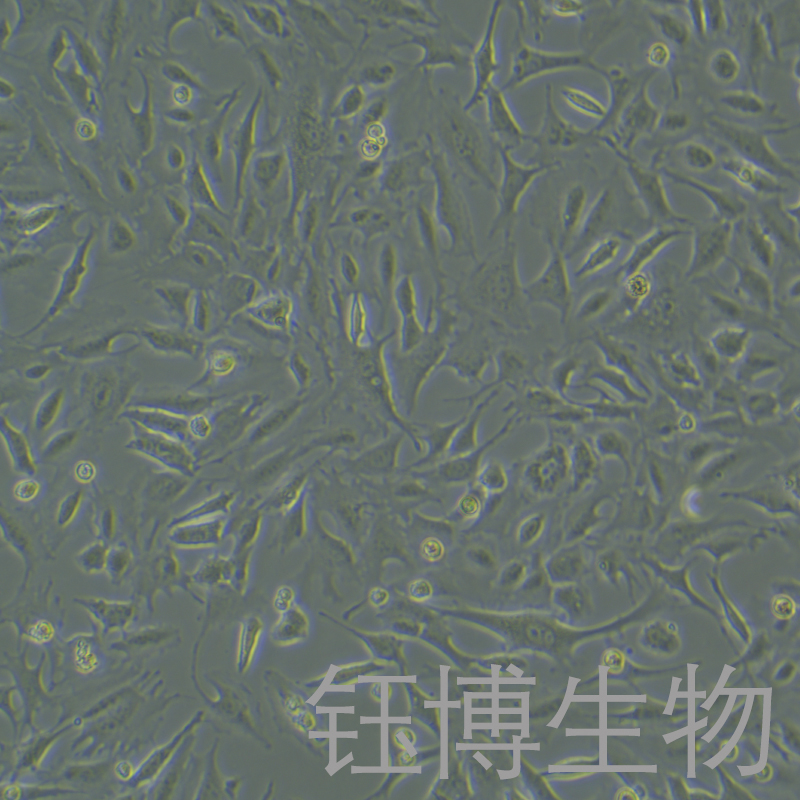 Py230（小鼠恶性乳腺癌细胞）YB-7054MC