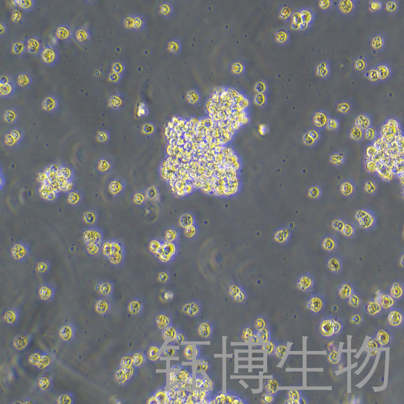 NCI-H146（人小细胞肺癌细胞）YB-71883HC