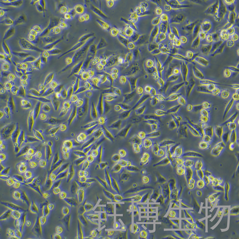 HS-5（人骨髓基质细胞）YB-71890HC