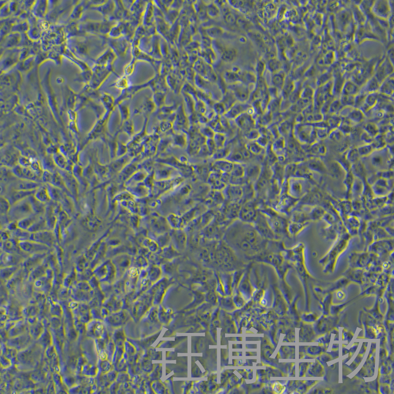 bEnd.5（小鼠Balb c脑内皮瘤）YB-7059MC