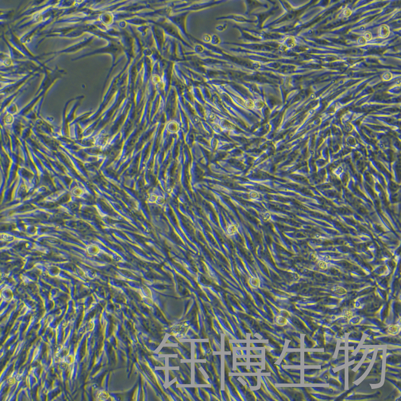 MeWo（人恶性黑色素瘤细胞）YB-71898HC