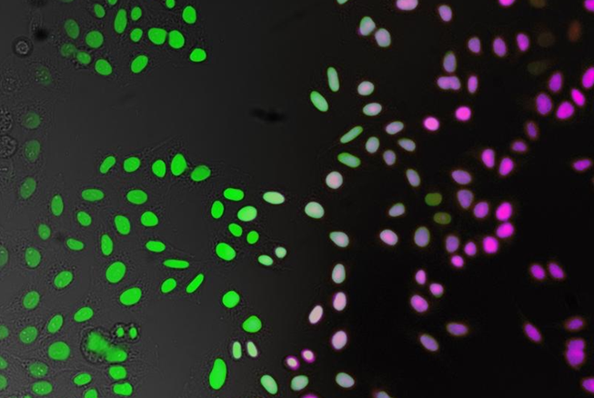 小鼠乳腺癌细胞带OVA4T1/OVA