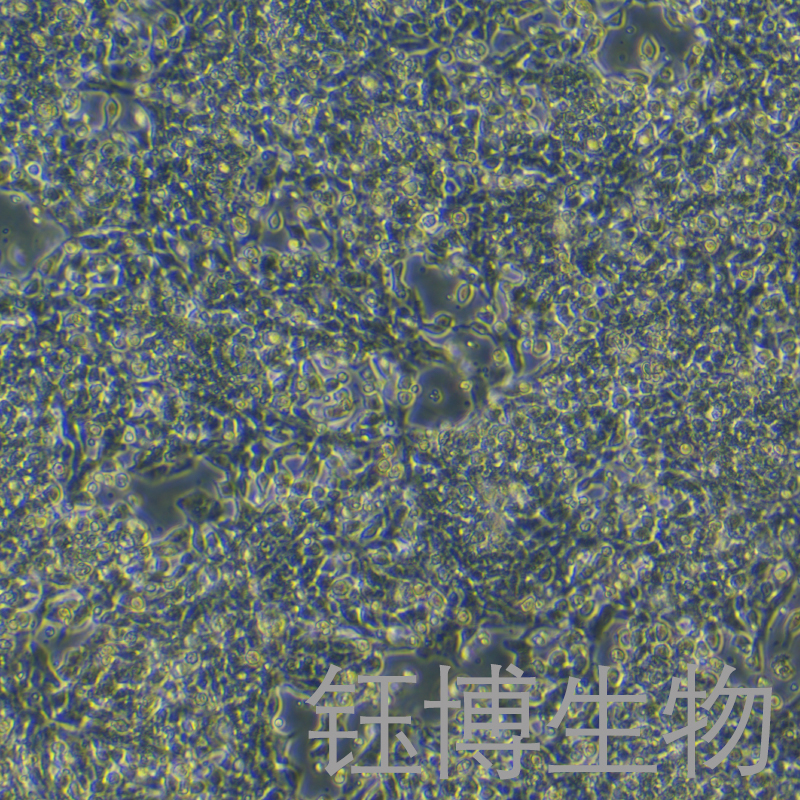 266-6（小鼠胰腺腺泡癌细胞）YB-7063MC