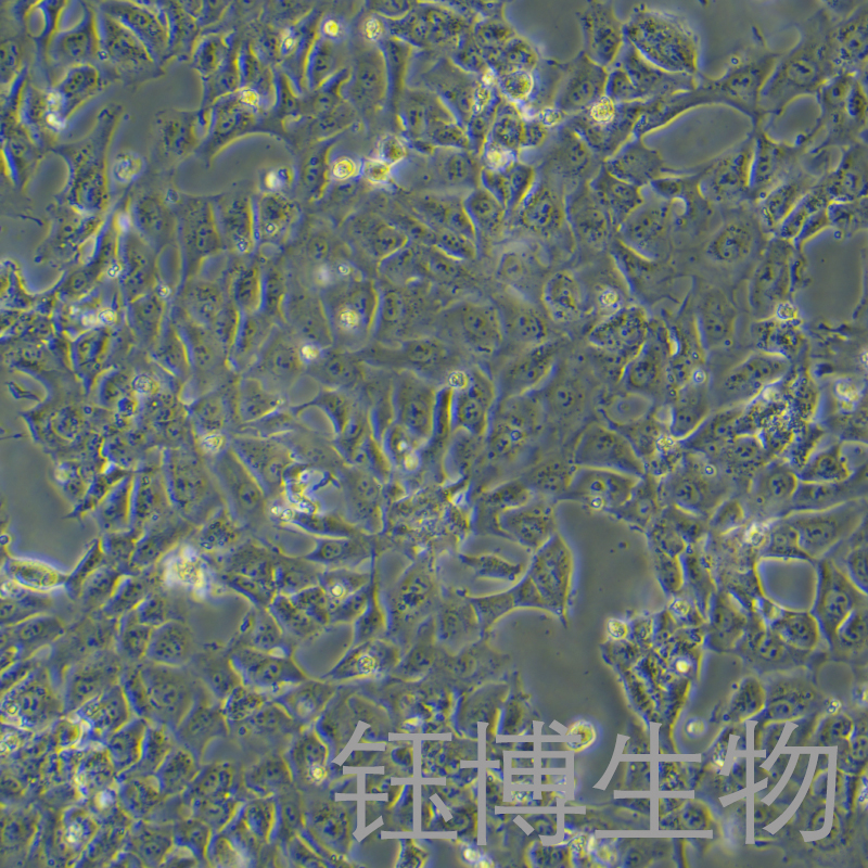 VSC4.1（大鼠脊髓前角运动神经元瘤）YB-7013RC