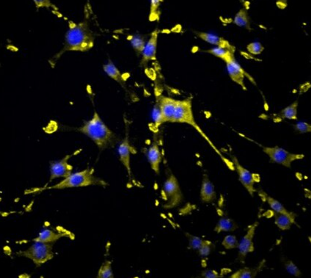 小鼠牙周膜干细胞