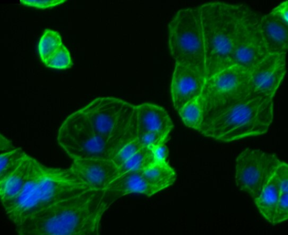 小鼠胰腺上皮细胞