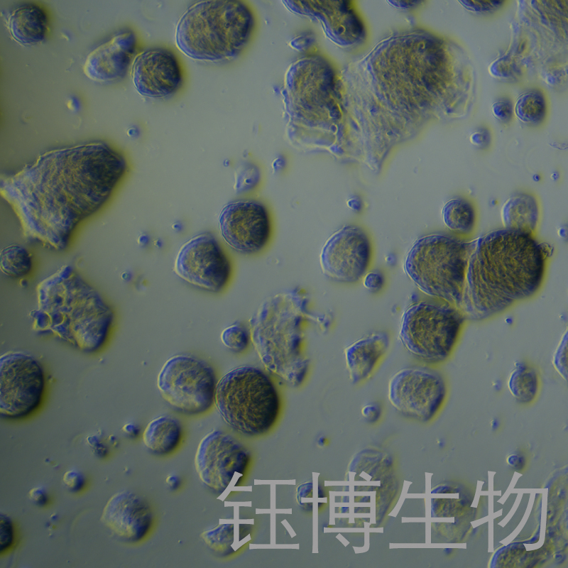 HT55（人结肠癌细胞）YB-71920HC