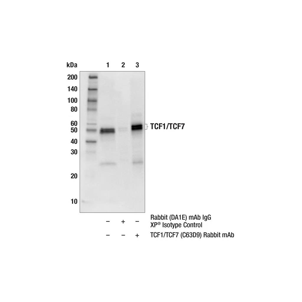 TCF1/TCF7 (C63D9) 兔单克隆抗体
