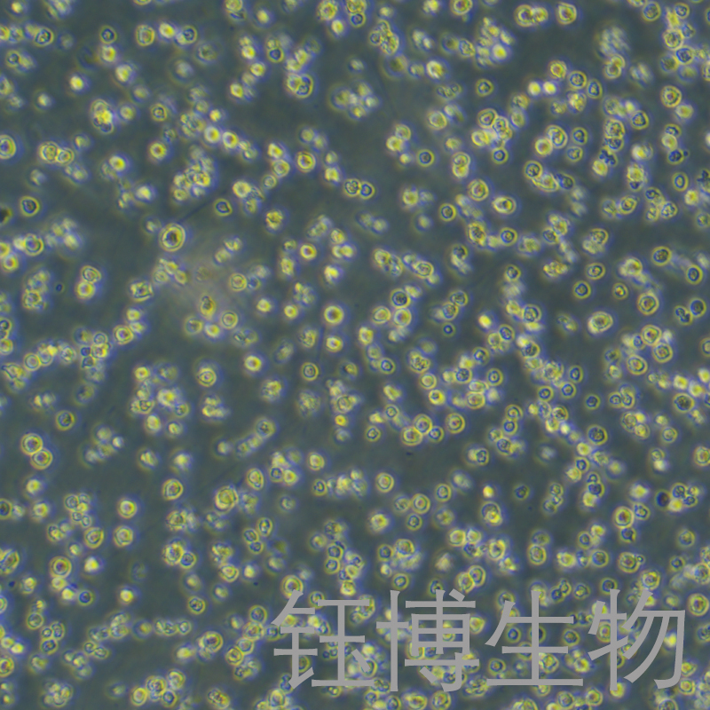 OCI-AML3（人急性骨髓性白血病细胞）YB-71965HC