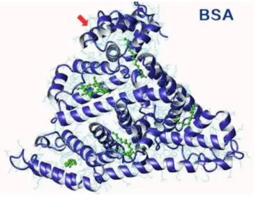  2-OA-BSA ，2 - 辛炔酸标记牛血清白蛋白