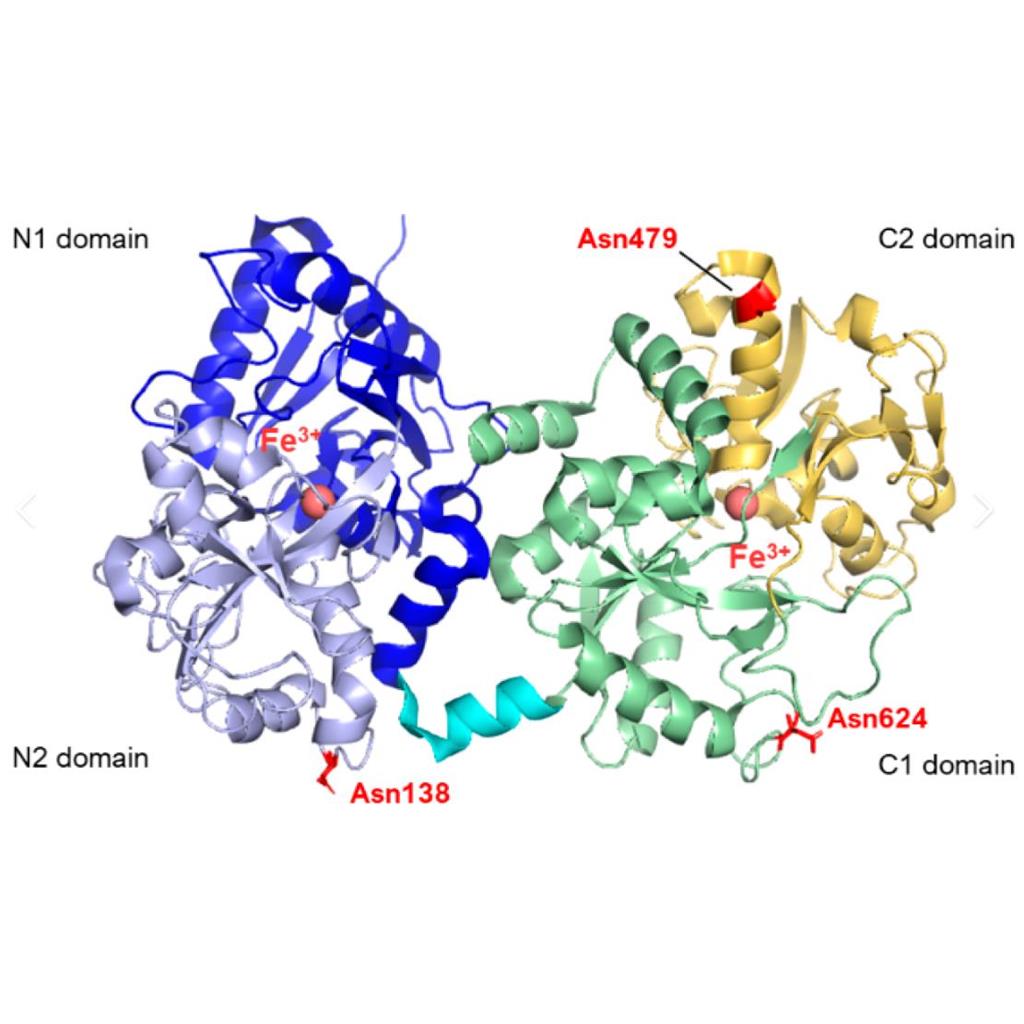 罗丹明B-乳铁蛋白，RB-Lactoferrin