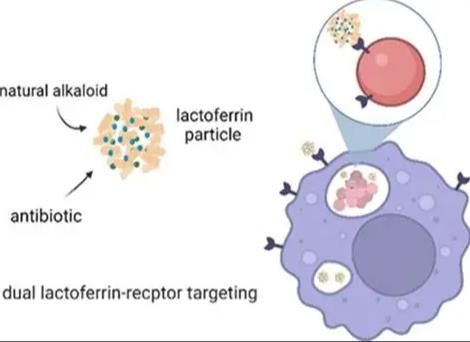 ICG-乳铁蛋白，ICG-LF，ICG-Lactoferrin，吲哚菁绿标记乳铁蛋白