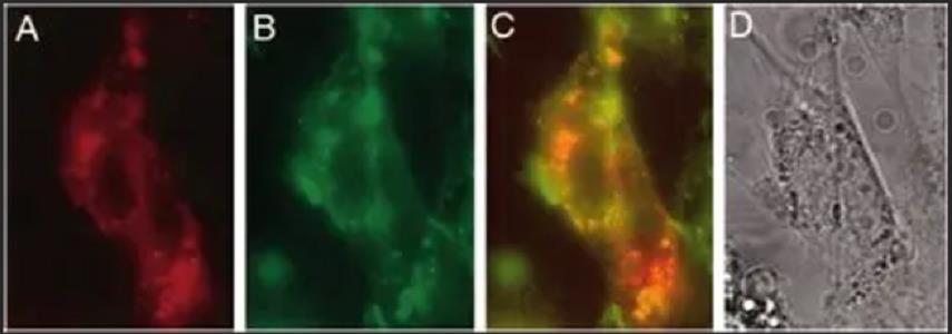 FITC-转铁蛋白，FITC-Transferrin