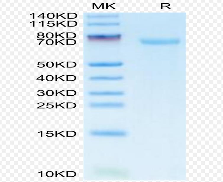 FITC-人血清白蛋白，FITC-HSA，异硫氰酸荧光素标记人血清白蛋白