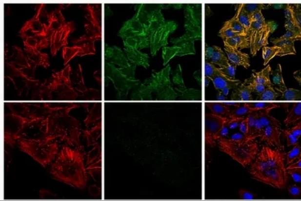 罗丹明-刀豆球蛋白A，RB-ConA