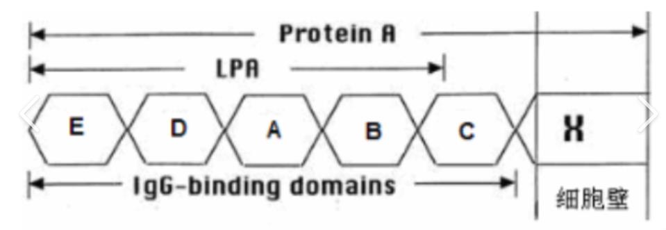 CY5-Protein A,CY5-蛋白A