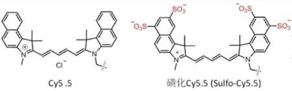 CY5.5-卵清蛋白，CY5.5-OVA