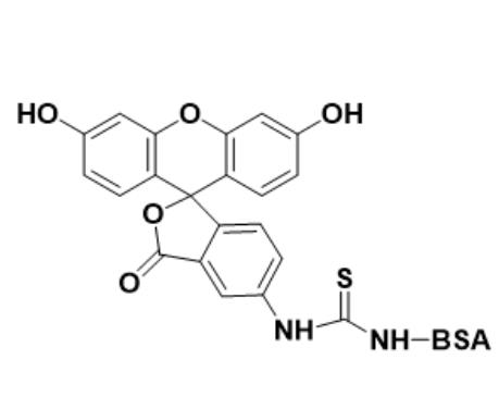 荧光素标记牛血清白蛋白，FITC-BSA