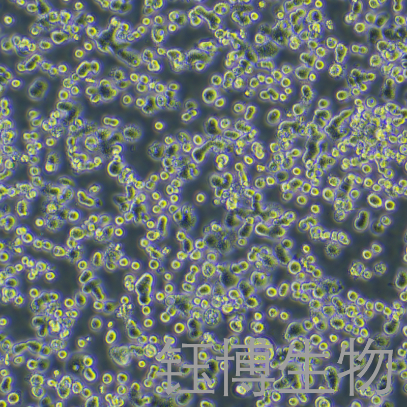 COLO 678（人结肠癌细胞细胞）YB-71988HC