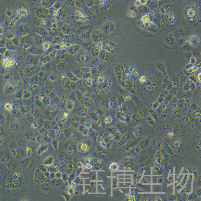 A253（人颌下腺鳞癌细胞）YB-72006HC