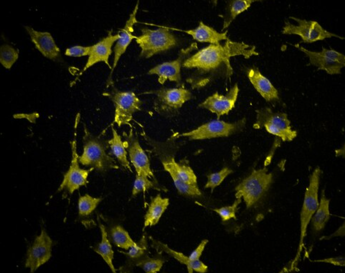 大鼠小肠隐窝上皮细胞IEC-6