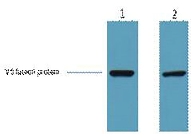 V5-Tag Monoclonal Antibody(3C8)  | 标签抗体 | EnkiLife恩玑生命