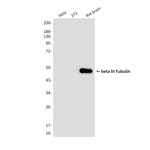 beta III Tubulin (3H2) Mouse Monoclonal Antibody | 鼠单抗 | EnkiLife恩玑生命