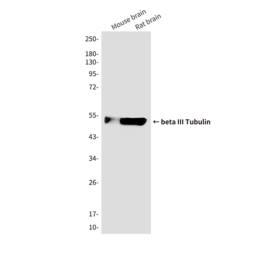 beta III Tubulin (3H2) Mouse Monoclonal Antibody | 鼠单抗 | EnkiLife恩玑生命