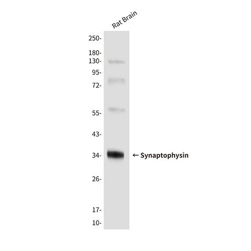 Synaptophysin (10C8) Mouse Monoclonal Antibody | 鼠单抗 | EnkiLife恩玑生命