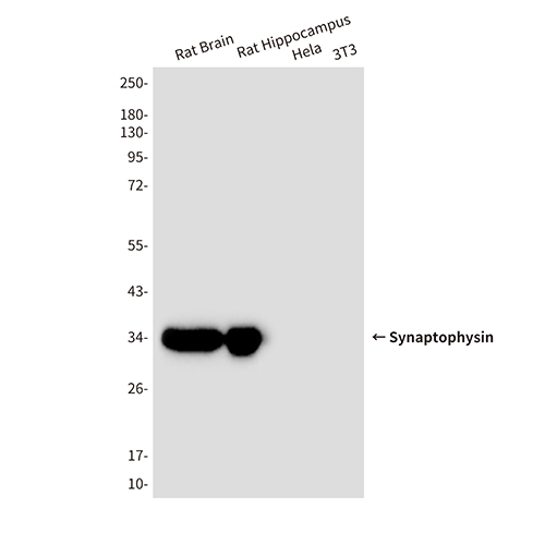Synaptophysin (10C8) Mouse Monoclonal Antibody | 鼠单抗 | EnkiLife恩玑生命