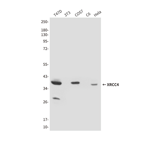 XRCC4 (7C10) Mouse Monoclonal Antibody | 鼠单抗 | EnkiLife恩玑生命