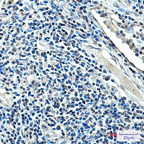XRCC4 (7C10) Mouse Monoclonal Antibody | 鼠单抗 | EnkiLife恩玑生命