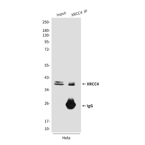 XRCC4 (7C10) Mouse Monoclonal Antibody | 鼠单抗 | EnkiLife恩玑生命