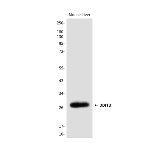 DDIT3 (7G7) Mouse Monoclonal Antibody | 鼠单抗 | EnkiLife恩玑生命