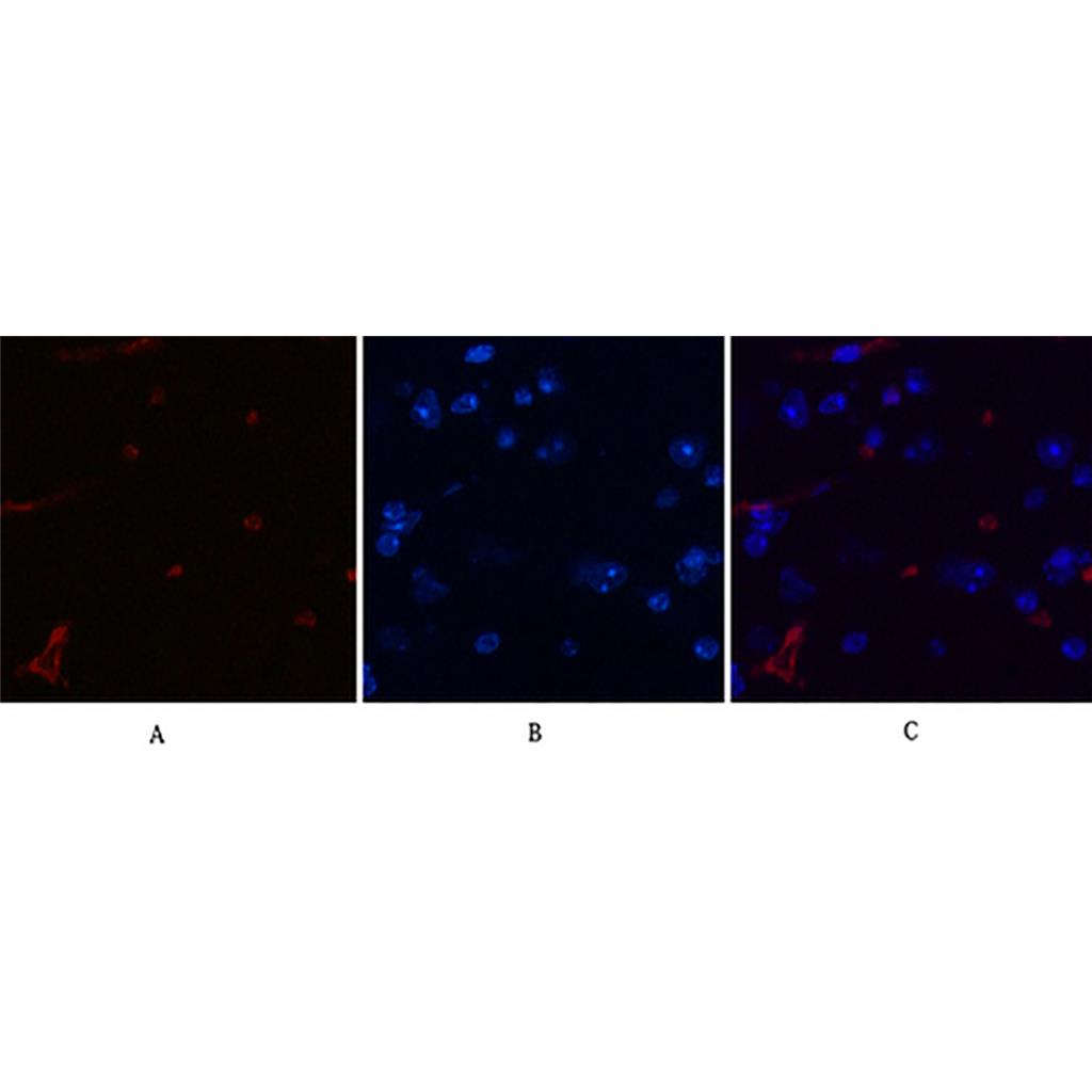 DDIT3 (7G7) Mouse Monoclonal Antibody | 鼠单抗 | EnkiLife恩玑生命