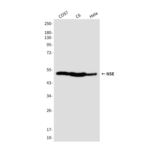 NSE (4C7) Mouse Monoclonal Antibody | 鼠单抗 | EnkiLife恩玑生命