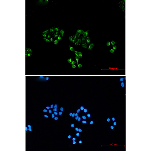 NSE (4C7) Mouse Monoclonal Antibody | 鼠单抗 | EnkiLife恩玑生命